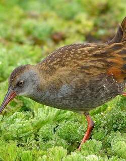 波哥大秧鸡 / Bogota Rail / Rallus semiplumbeus