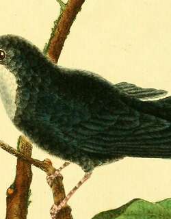 白喉娇鹟 / White-throated Manakin / Corapipo gutturalis