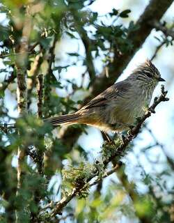须针尾雀 / Tufted Tit-Spinetail / Leptasthenura platensis