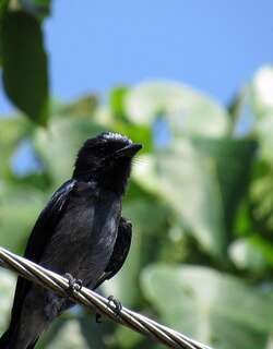 斯里兰卡卷尾 / Sri Lanka Drongo / Dicrurus lophorinus