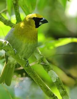 黑脸厚嘴雀 / Black-faced Grosbeak / Caryothraustes poliogaster