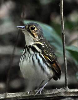 纹胸蚁鸫 / Streak-chested Antpitta / Hylopezus perspicillatus