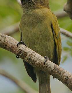 绿拟䴕 / Green Barbet / Stactolaema olivacea