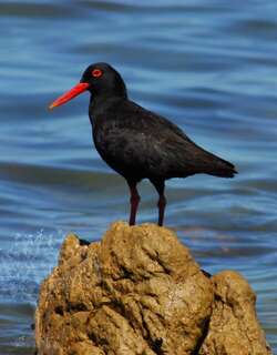 非洲黑蛎鹬 / African Oystercatcher / Haematopus moquini