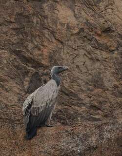 印度兀鹫 / Indian Vulture / Gyps indicus