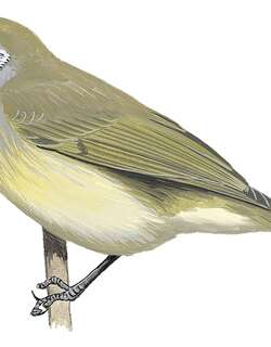 布鲁岩吸蜜鸟 / Buru Honeyeater / Lichmera deningeri