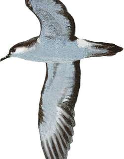 拉帕鹱 / Rapa Shearwater / Puffinus myrtae