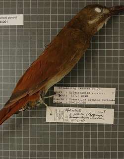 红嘴䴕雀 / Red-billed Woodcreeper / Hylexetastes perrotii