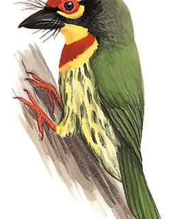 赤胸拟啄木鸟 / Coppersmith Barbet / Psilopogon haemacephalus