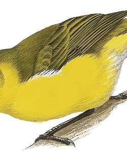 短镰嘴雀 / Oahu Nukupuu / Hemignathus lucidus