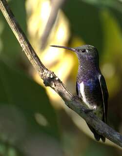 蓝喉蜂鸟 / Sapphire-spangled Emerald / Chionomesa lactea