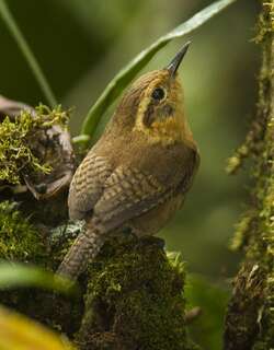 山鹪鹩 / Mountain Wren / Troglodytes solstitialis