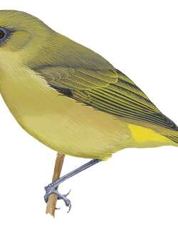 圣岛绣眼鸟 / Santa Cruz White-eye / Zosterops sanctaecrucis