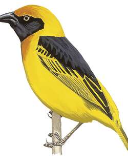 黑颏织雀 / Black-chinned Weaver / Ploceus nigrimentus