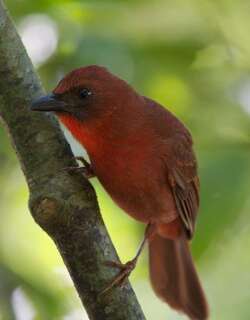 红喉蚁唐纳雀 / Red-throated Ant Tanager / Habia fuscicauda