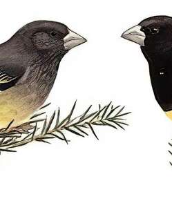 白斑翅拟蜡嘴雀 / White-winged Grosbeak / Mycerobas carnipes