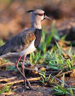 凤头距翅麦鸡 / Southern Lapwing / Vanellus chilensis