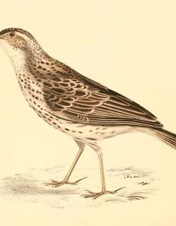 长嘴歌百灵 / Cape Long-billed Lark / Certhilauda curvirostris
