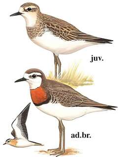 红胸鸻 / Caspian Plover / Charadrius asiaticus