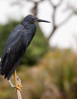 蓝灰鹭 / Slaty Egret / Egretta vinaceigula