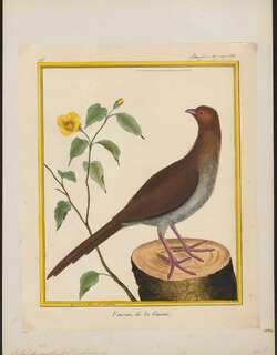 小冠雉 / Little Chachalaca / Ortalis motmot