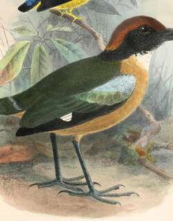 黑脸八色鸫 / Black-faced Pitta / Pitta anerythra