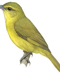 绿拟雀 / Oleaginous Hemispingus / Sphenopsis frontalis