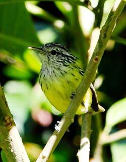 纹顶蚁鹩 / Streak-capped Antwren / Terenura maculata