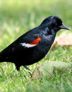 三色黑鹂 / Tricolored Blackbird / Agelaius tricolor