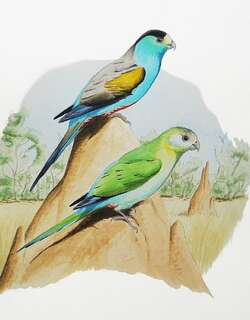 金肩鹦鹉 / Golden-shouldered Parrot / Psephotellus chrysopterygius