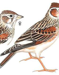 白翅百灵 / White-winged Lark / Alauda leucoptera