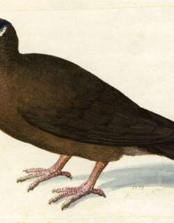 白脸鹑鸠 / Lined Quail-Dove / Zentrygon linearis