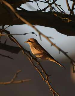 棕尾伯劳 / Red-tailed Shrike / Lanius phoenicuroides