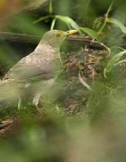 厄瓜多尔鸫 / Ecuadorian Thrush / Turdus maculirostris