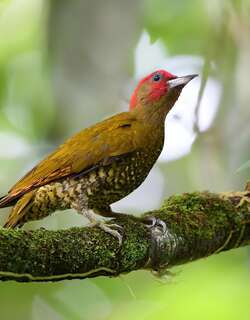 棕翅啄木鸟 / Rufous-winged Woodpecker / Piculus simplex