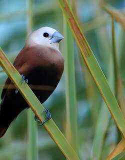 白头文鸟 / White-headed Munia / Lonchura maja
