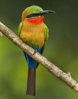 赤喉蜂虎 / Red-throated Bee-eater / Merops bulocki