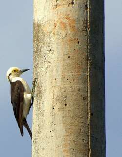 白啄木鸟 / White Woodpecker / Melanerpes candidus