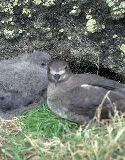 克岛圆尾鹱 / Kermadec Petrel / Pterodroma neglecta
