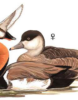 赤嘴潜鸭 / Red-crested Pochard / Netta rufina