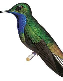 绿背山蜂鸟 / Green-backed Hillstar / Urochroa leucura