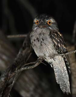 茶色蟆口鸱 / Tawny Frogmouth / Podargus strigoides