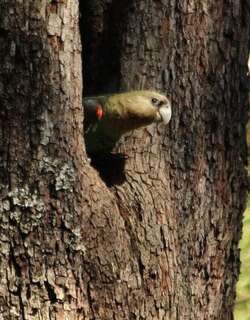 褐颈鹦鹉 / Cape Parrot / Poicephalus robustus