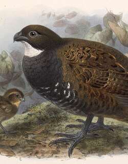 白喉林鹑 / Black-breasted Wood Quail / Odontophorus leucolaemus