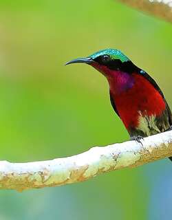 紫喉花蜜鸟 / Purple-throated Sunbird / Leptocoma sperata
