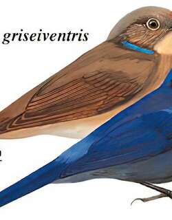 大仙鹟 / Large Niltava / Niltava grandis
