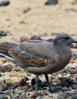 岩鸥 / Lava Gull / Leucophaeus fuliginosus