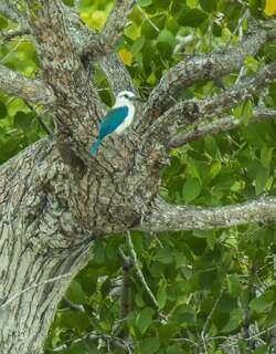 白头翡翠 / Beach Kingfisher / Todiramphus saurophagus