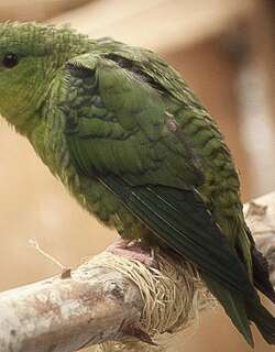 横斑鹦哥 / Barred Parakeet / Bolborhynchus lineola