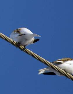 麦氏鹀 / McKay’s Bunting / Plectrophenax hyperboreus